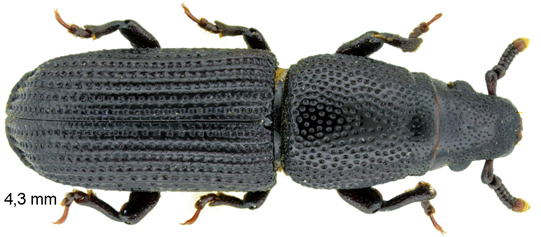 Rhyncolus elongatus (Gyllenhal, 1827)